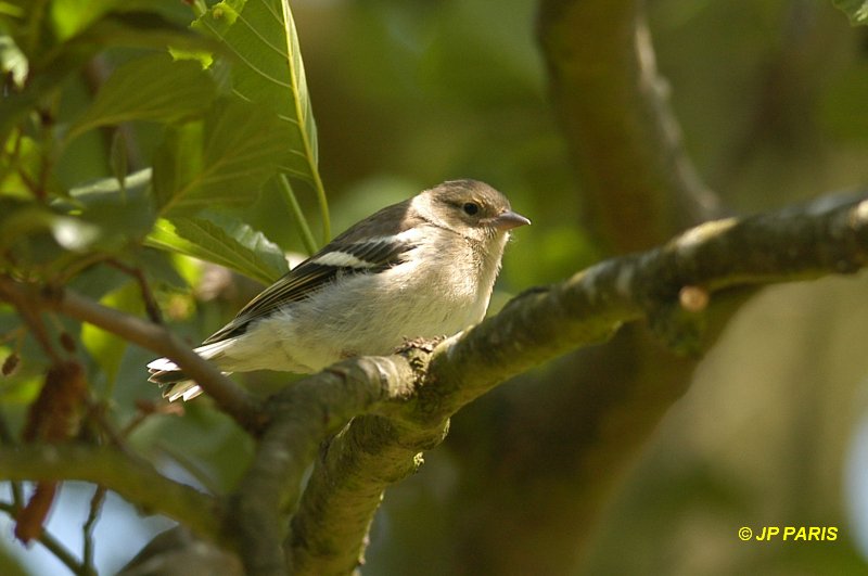 Pinson des arbres